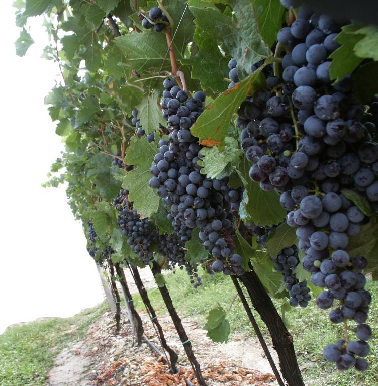 Agriturismo Colombarola Sona Luaran gambar